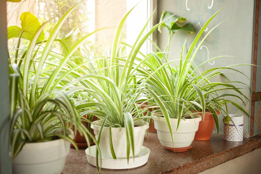 Window ledge containing several potted green plants