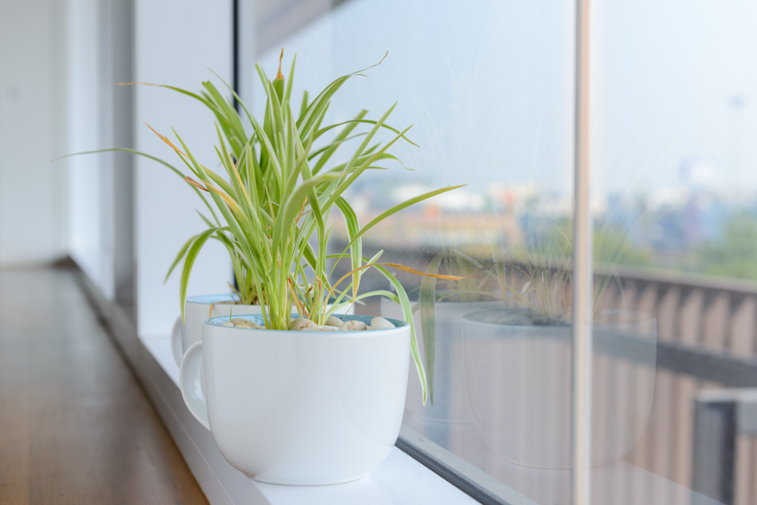 Window ledge with a repurposed mug containing a spider plant