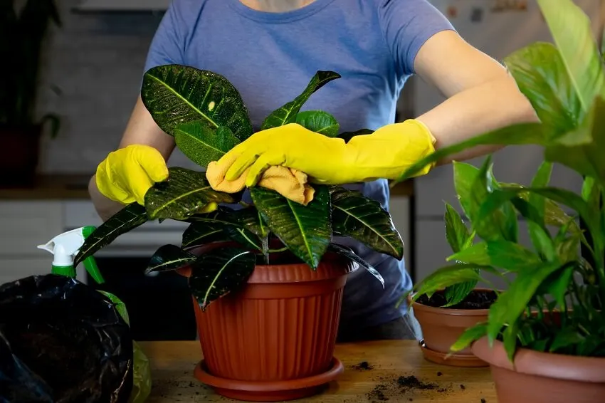 A woman's hands with gloves wipes dust from green leaves of croton