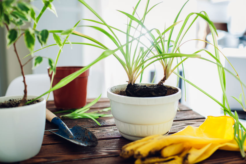 Wood table with a pot of plants, and gardening tools on it