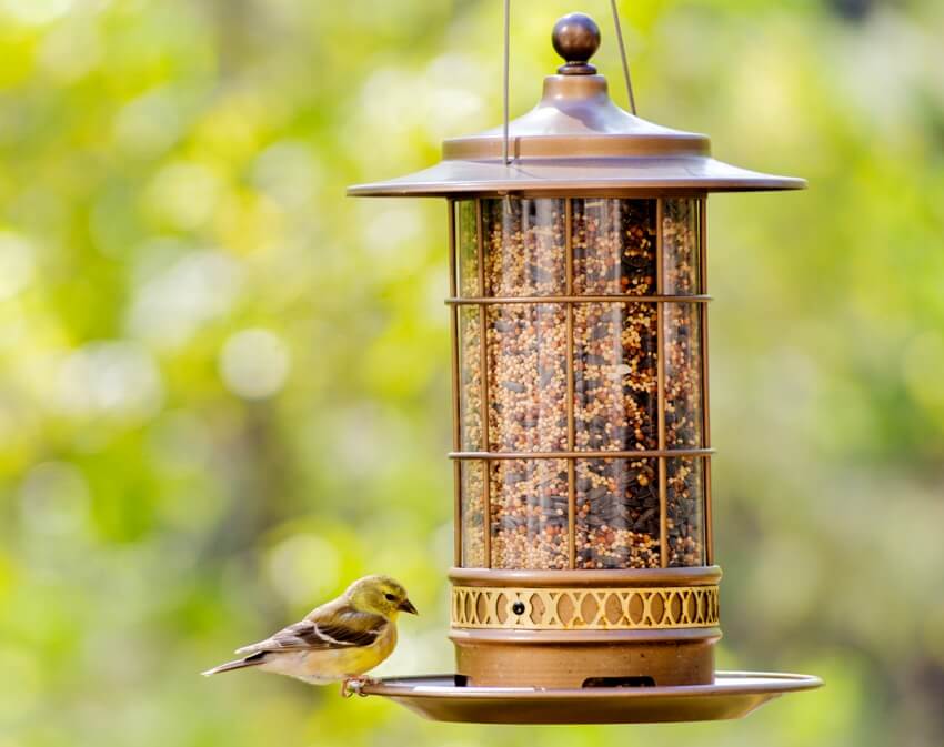 A yellow goldfinch bird at the bird feeder in the backyard