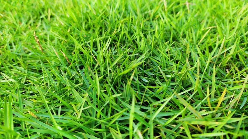 Zoysia type of sod grass