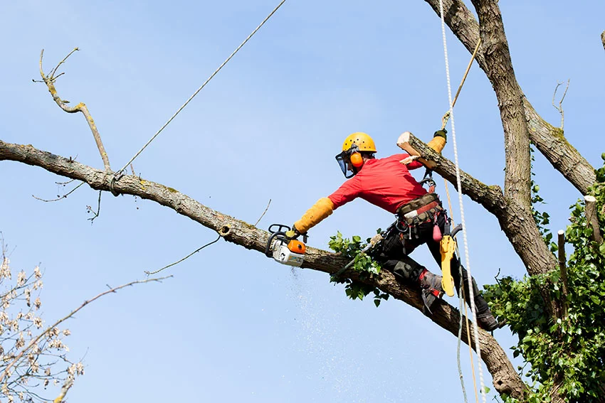 Arborist doing tree cabling