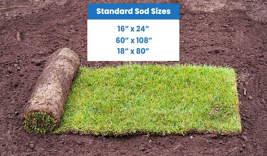 Standard sod sizes