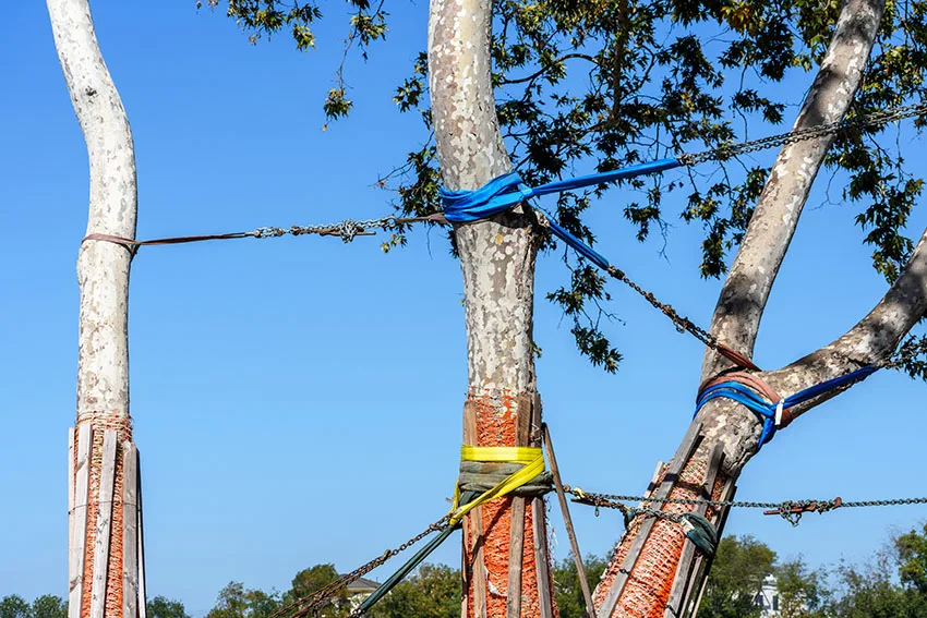 Tree trunks protected with cables tree cabling