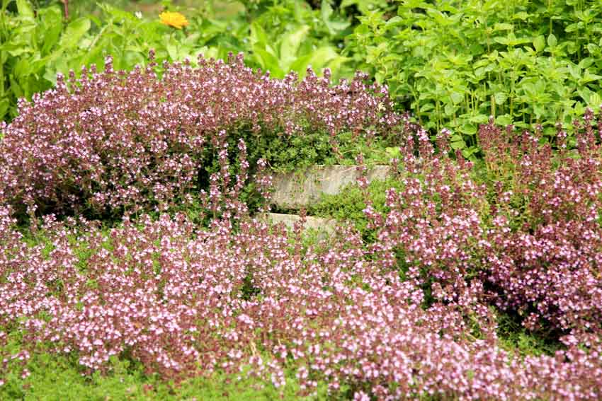 A patch of creeping thyme for residential lawns
