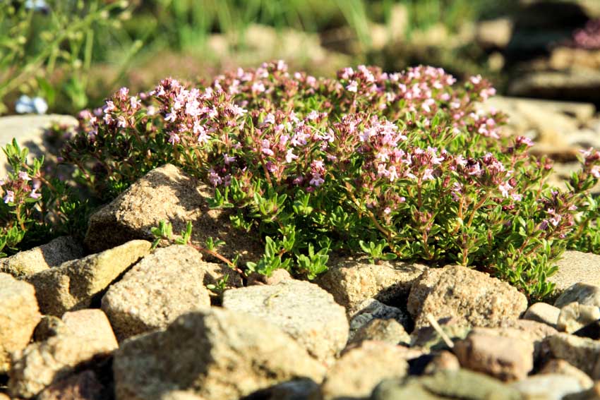 A patch of thyme growing on rocks