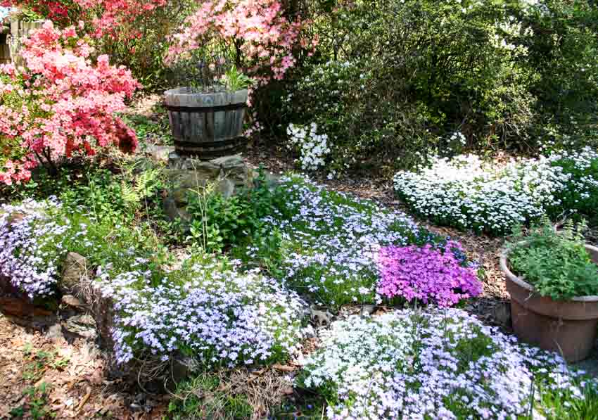 Thyme garden with potted plants and bushes