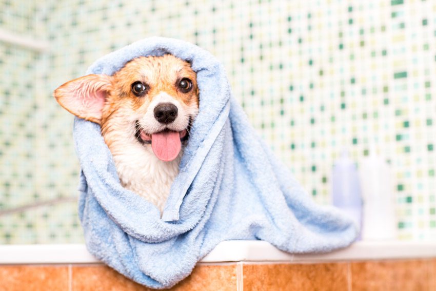 Dog in bathroom being dried with pet towel
