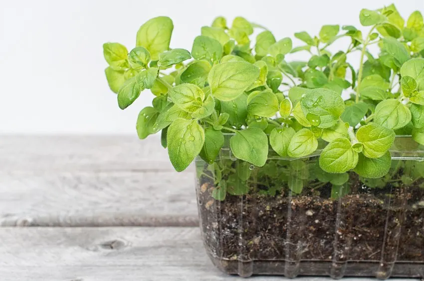 Fresh oregano plants growing in a pot on a wooden table