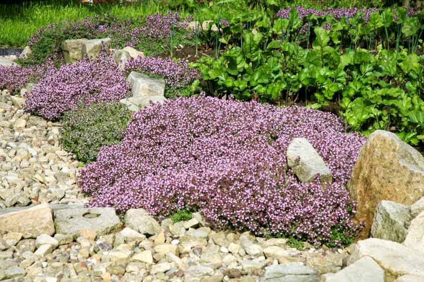 Garden with rocks, purple creeping thyme, and plants