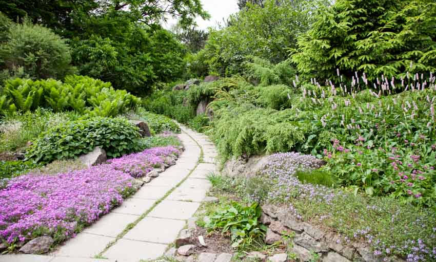 Garden with walkway, creeping thyme lawn, hedge plants, and trees