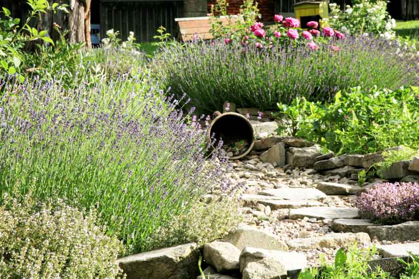 Landscaped garden with creeping thyme plants, and stone features