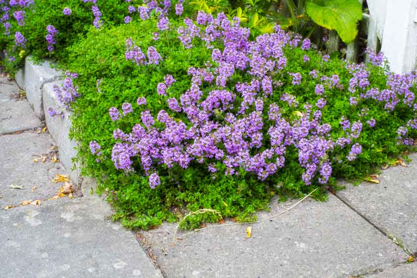 Lawn with thyme near concrete sidewalk