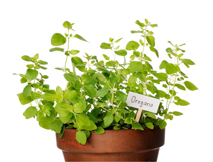 Oregano plant with tag in a brown pot