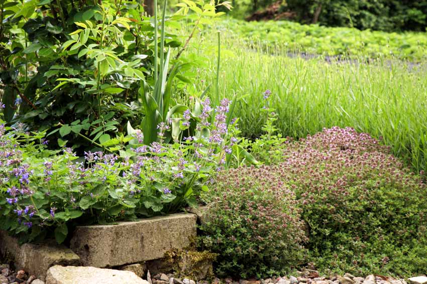 Outdoor area with thyme plants and flowers