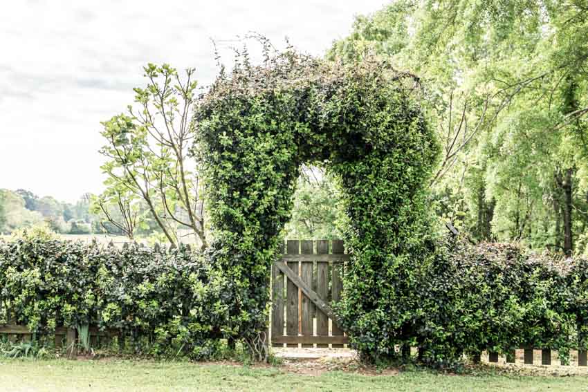 Fence and gate with plant outgrowth