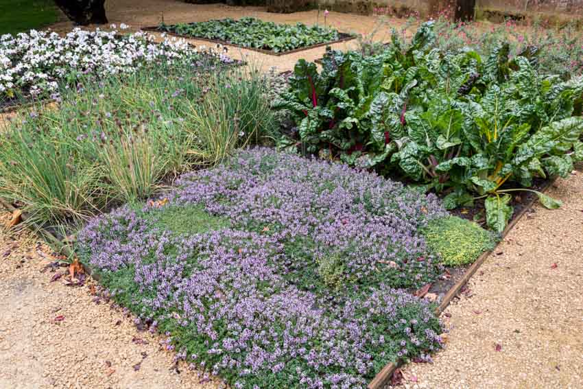 Outdoor lawn with creeping thyme, plants, and flowers for residences