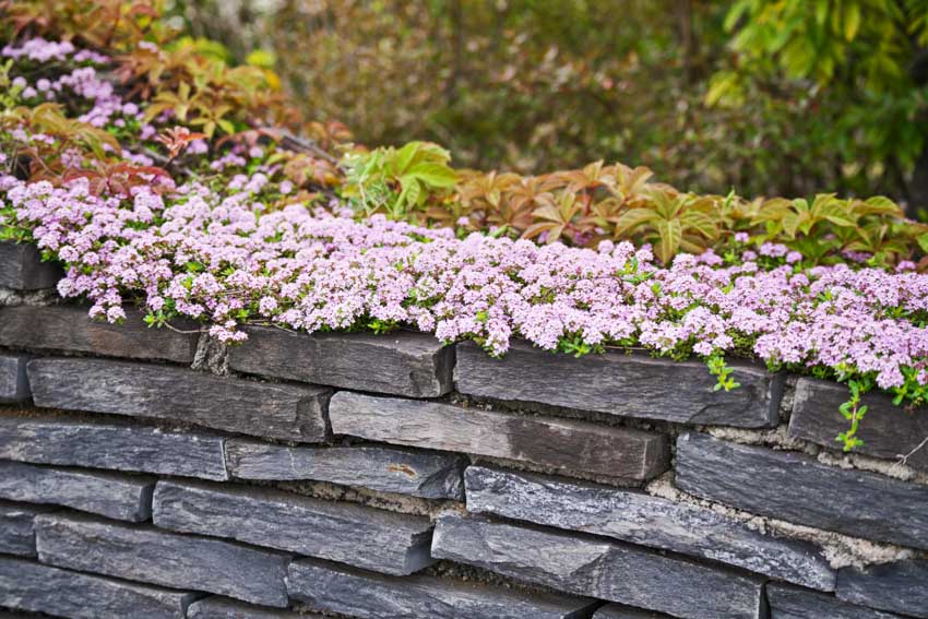 Outdoor stone wall with creeping thyme growing on top of it
