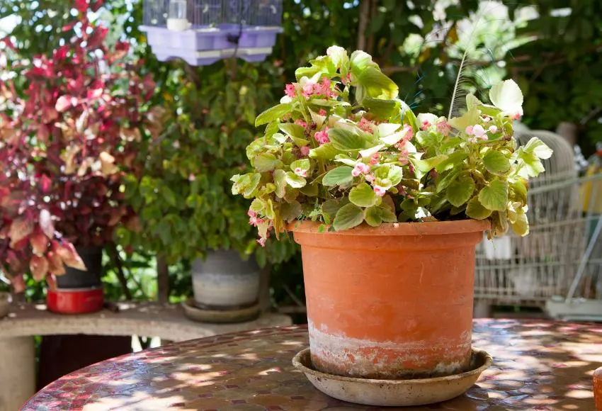 Potted ornamental oregano in a garden