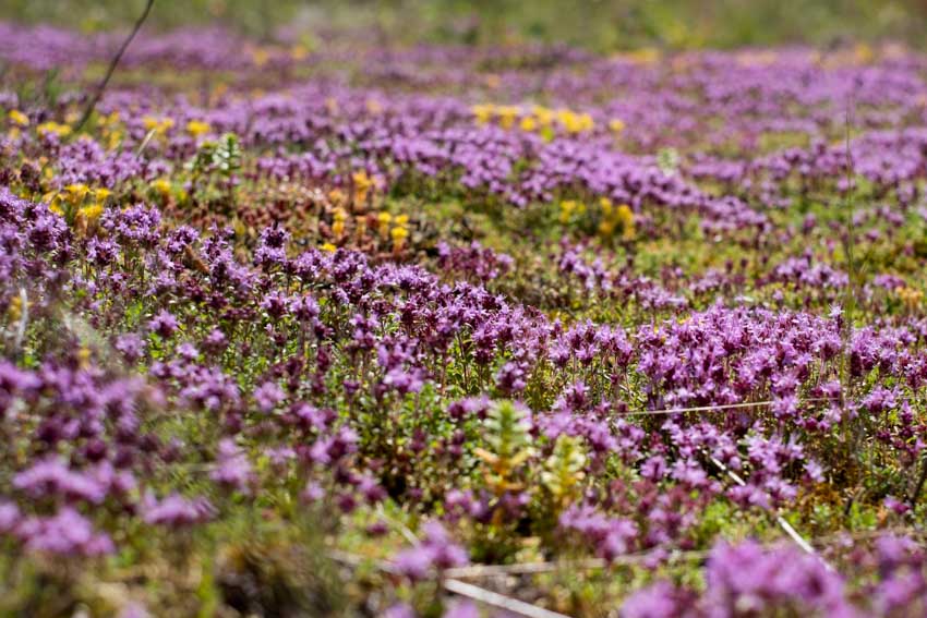Purple creeping thyme for lawns