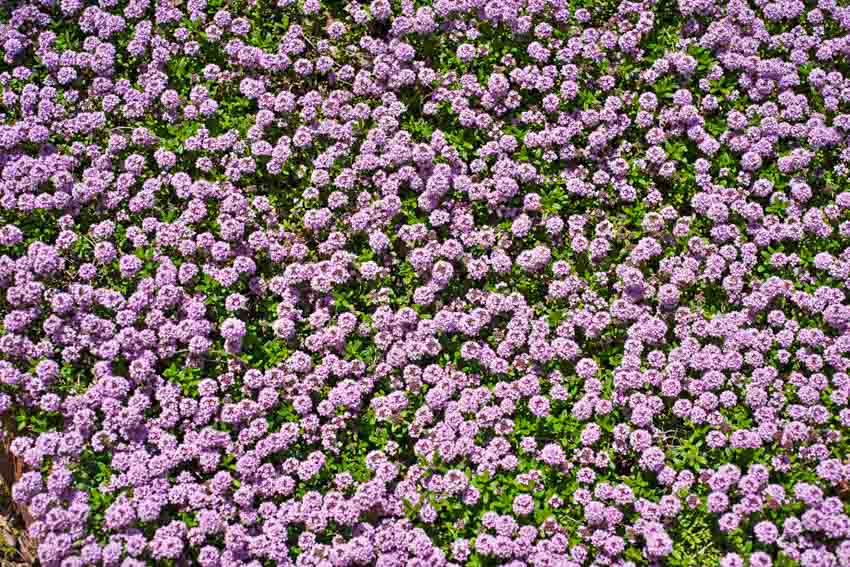 Purple creeping thyme lawn for residential outdoor spaces