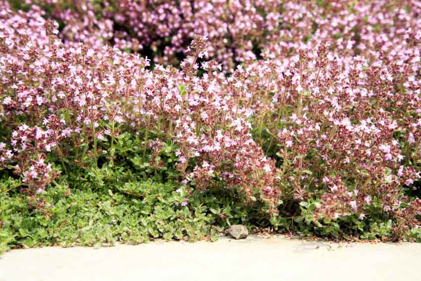Red creeping thyme lawn for residential outdoor spaces