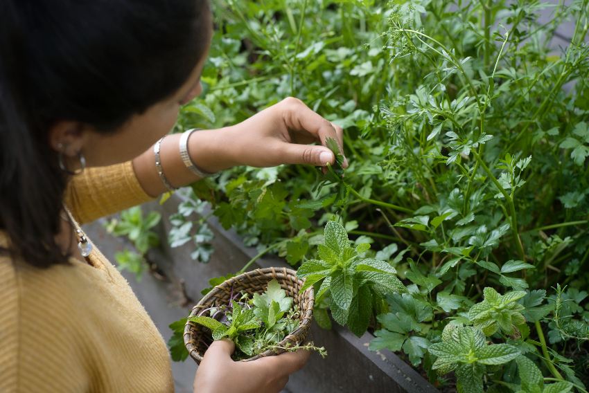 A woman with a little basket on her hand picking some mexican oregano leaves