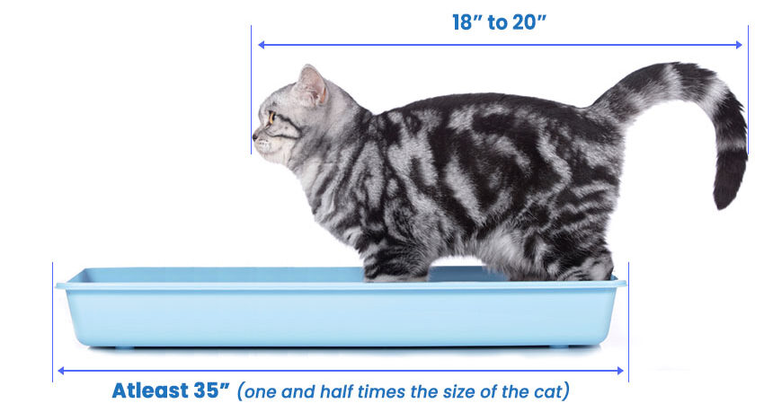 Average Cat Litter Box Size Counter Support Ejournal Art Gallery