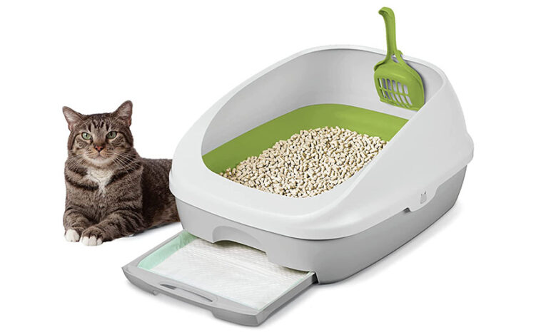 Litter Box Sizes (Average Dimensions & Size to Get)