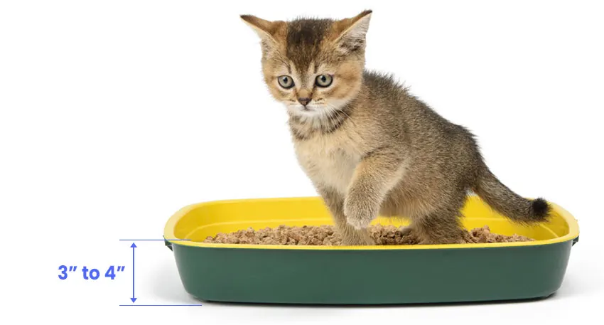 Kitten litter box size
