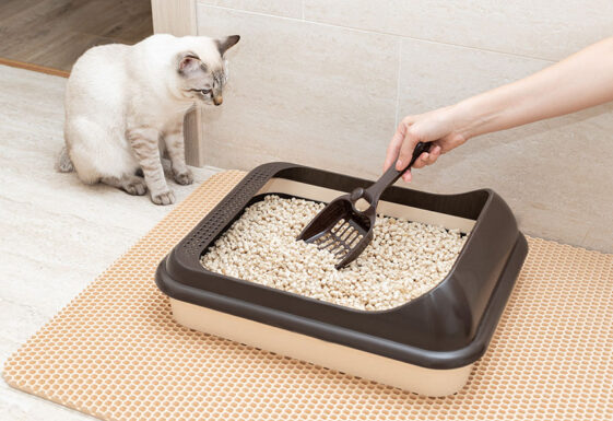 What Are The Best Litter Box Sizes Average Dimensions Size To Get what-are-the-best-litter-box-sizes-average-dimensions-size-to-get