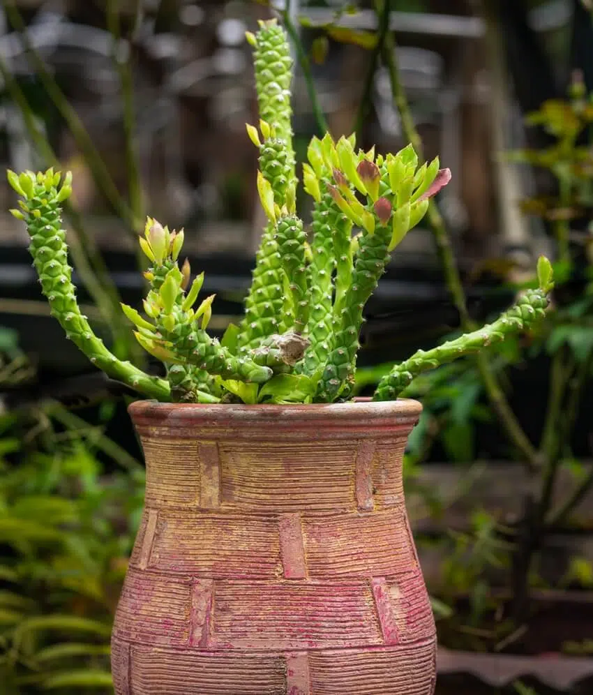 A tail cactus succulent grow in ancient pot in home garden