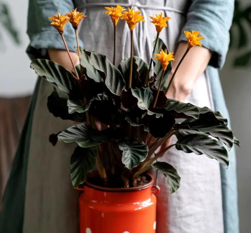 A woman holding a flowering calathea plant in old red milk can pot
