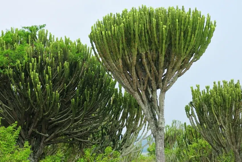 An African milk tree or euphorbia succulent growing tall