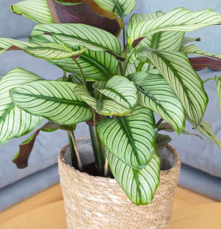 Types of Calatheas (Plant Varieties & Pictures)