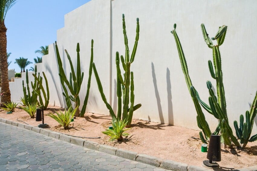 Different types of tall growing succulents growing by the white wall