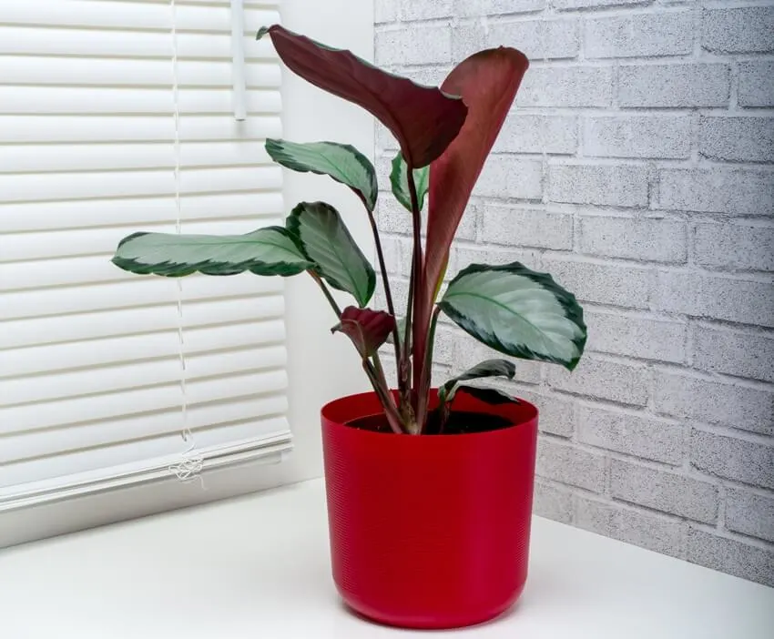 A calathea picturata plant in a red pot with brick wall background