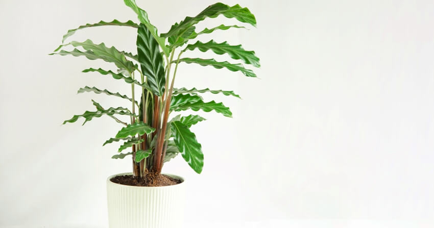 Calathea rufibarba plant in a white pot