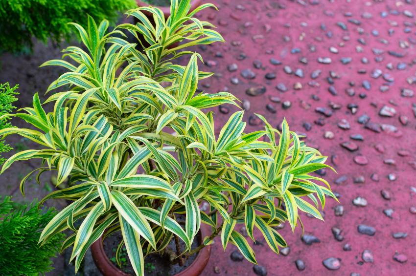 A close up of dracaena reflexa plant in a garden