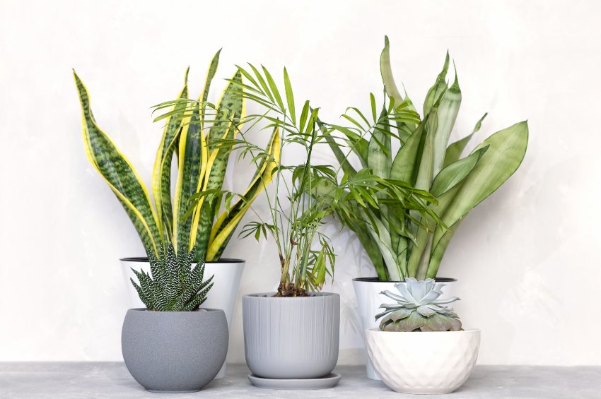 Different house plants in pots including dracaena trifasciata on gray concrete wall background