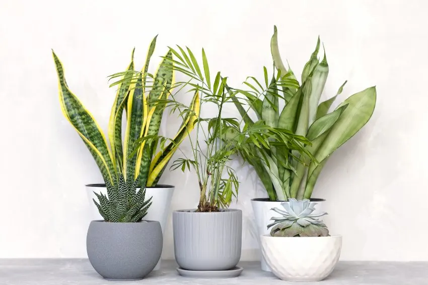 Different house plants in pots 