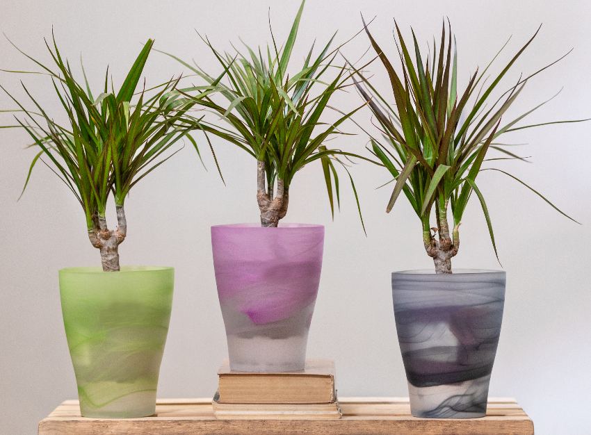 Dracaena draco or dragon trees in colorful transparent pots