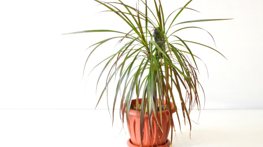 Dracaena marginata plant in a pot on a light background