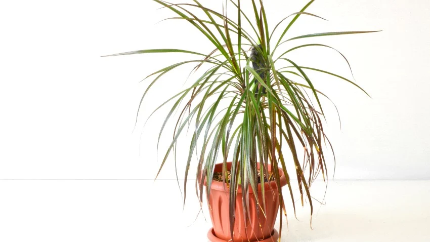 A potted Dracaena marginata plant 