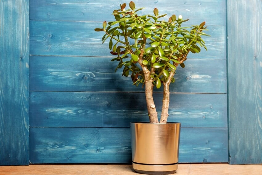 A jade succulent houseplant in a gold pot on a wooden blue background