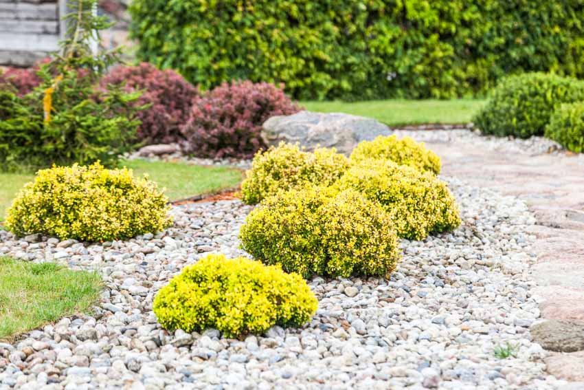 Backyard with shrubs and stones