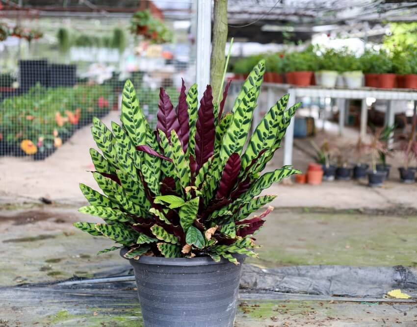 Potted calathea lancifolia or rattlesnake plant in the garden