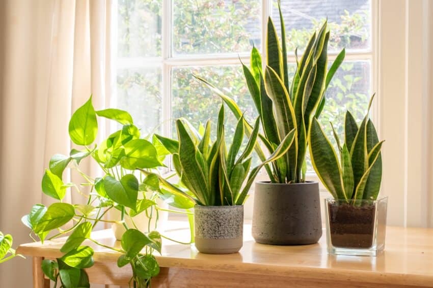 Potted snake plants next to a window