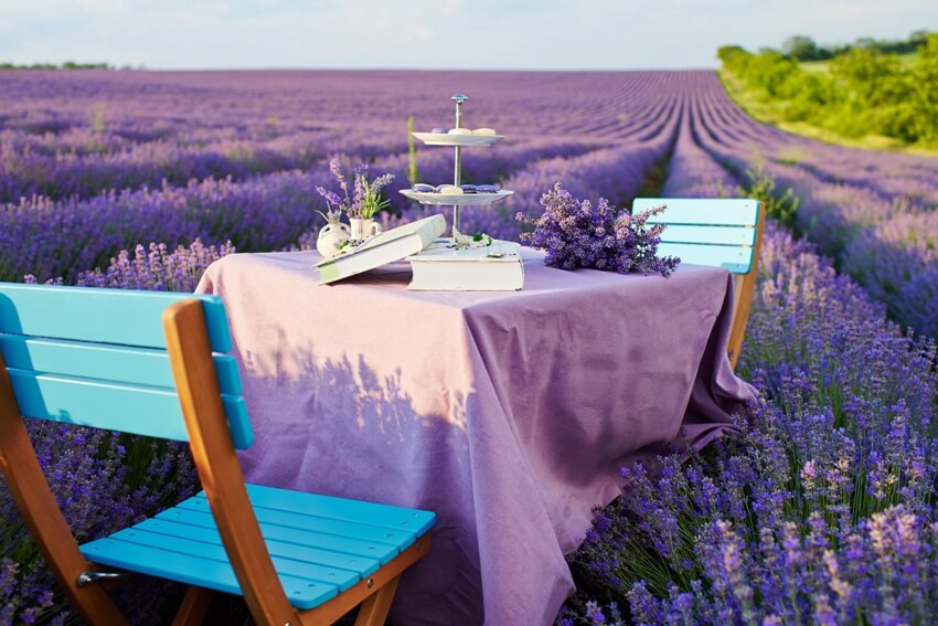 Table and turquoise painted wooden chairs set up in a lavender field